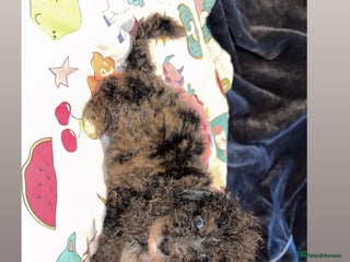 Miniature Poodle dogs Mini poodle london - Advert 11