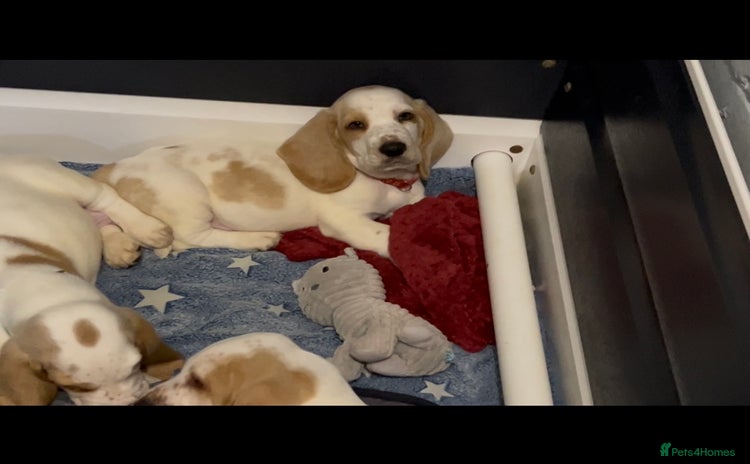Basset Hound dogs - Advert 1