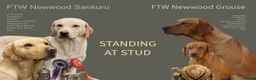 Labrador Retriever dogs for stud: **STANDING AT STUD** FTW Labradors in Stourbridge - Advert 1