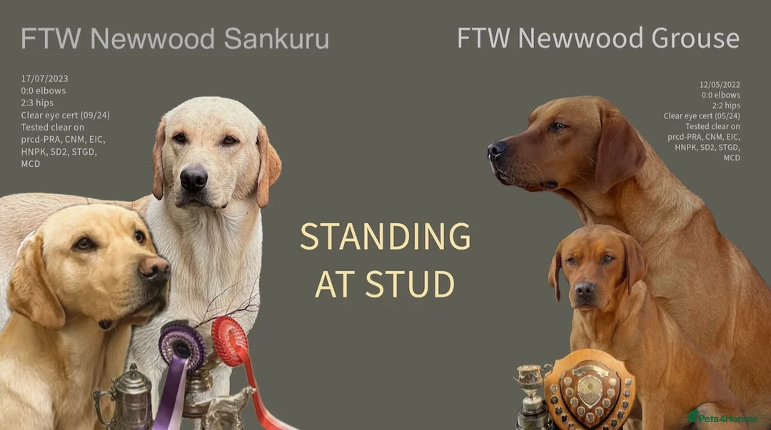 Labrador Retriever dogs for stud: **STANDING AT STUD** FTW Labradors in Stourbridge - Advert 1