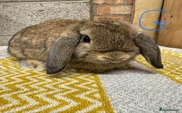 Mini Lop rabbits for sale: Mini Lop Rabbits For Sale  - Image 7