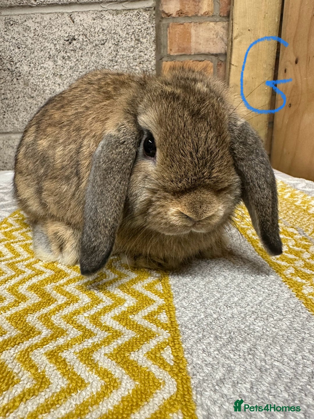 Mini Lop rabbits for sale: Mini Lop Rabbits For Sale  - Image 7