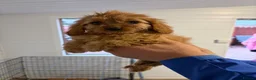 Cavapoo dogs for sale: Cavapoo puppies  - Advert 8