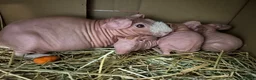 Guinea Pig rodents for sale: Male and female skinny pigs £250 per pair  in Glasgow - Advert 10