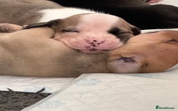 Mixed Breed dogs for sale: Pups for sale - Image 32