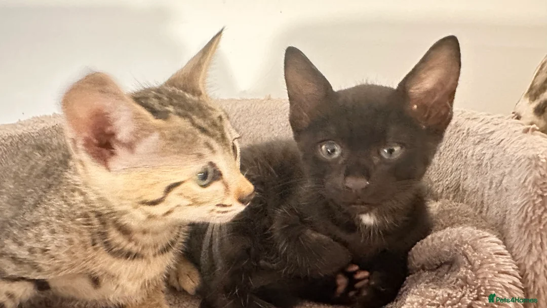 Savannah cats for sale: Stunning F3 Savannahs Last spotted girl - Advert 14