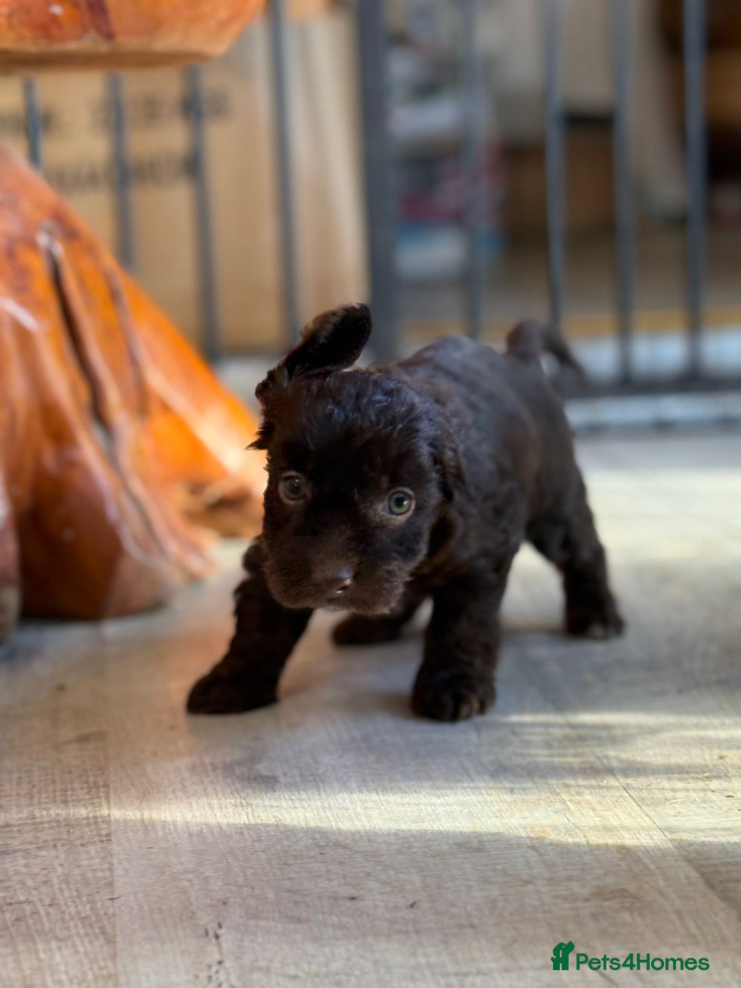 Shihpoo dogs for sale: ✨ Beautiful Shihpoo Puppies ✨  - Advert 14