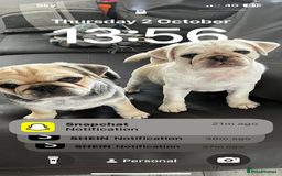 Pug dogs for sale: 2 male pup puppies  - Image 1