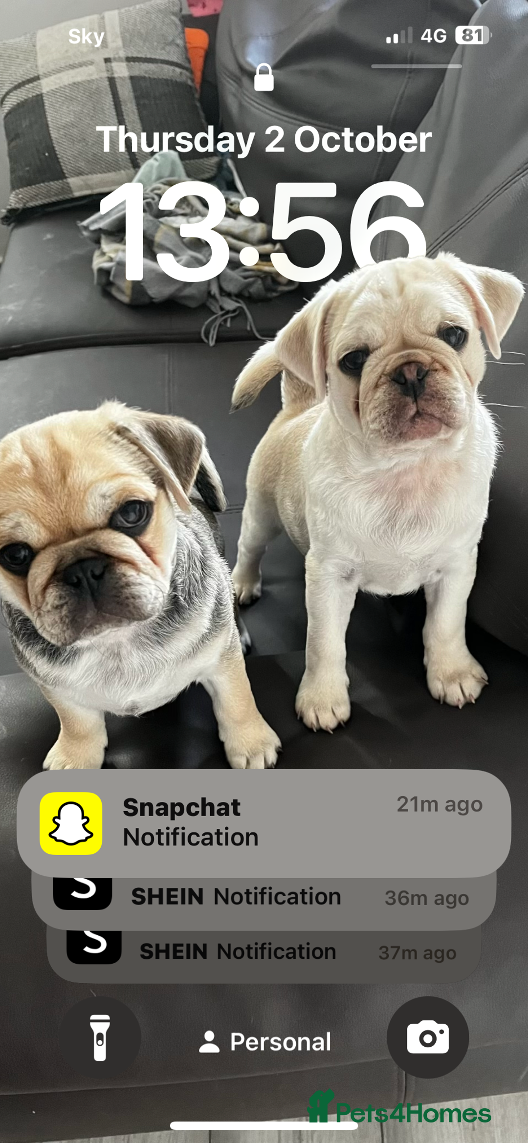 Pug dogs for sale: 2 male pup puppies  - Image 1