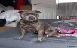 Staffordshire Bull Terrier dogs for sale: 9 beautiful black Staffordshire Bullterriers - Image 7