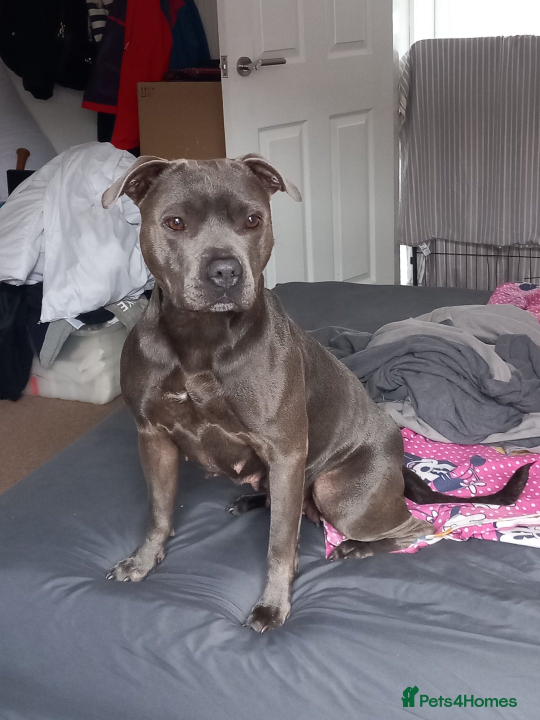 Staffordshire Bull Terrier dogs for sale: 9 beautiful black Staffordshire Bullterriers - Image 7