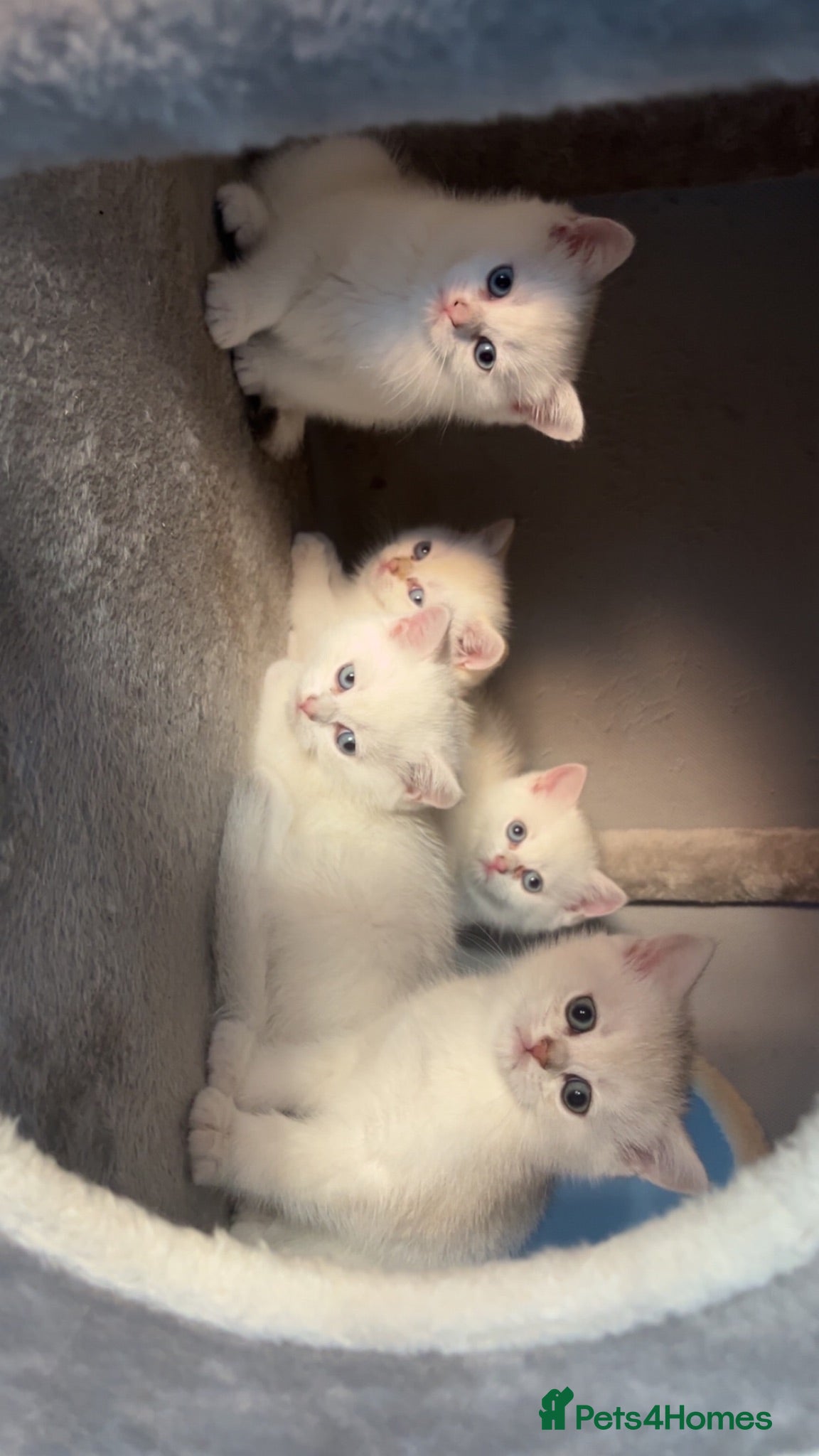 British Shorthair cats 5 bsh kitten ready naw to leave  😻🏡✨ - Advert 2