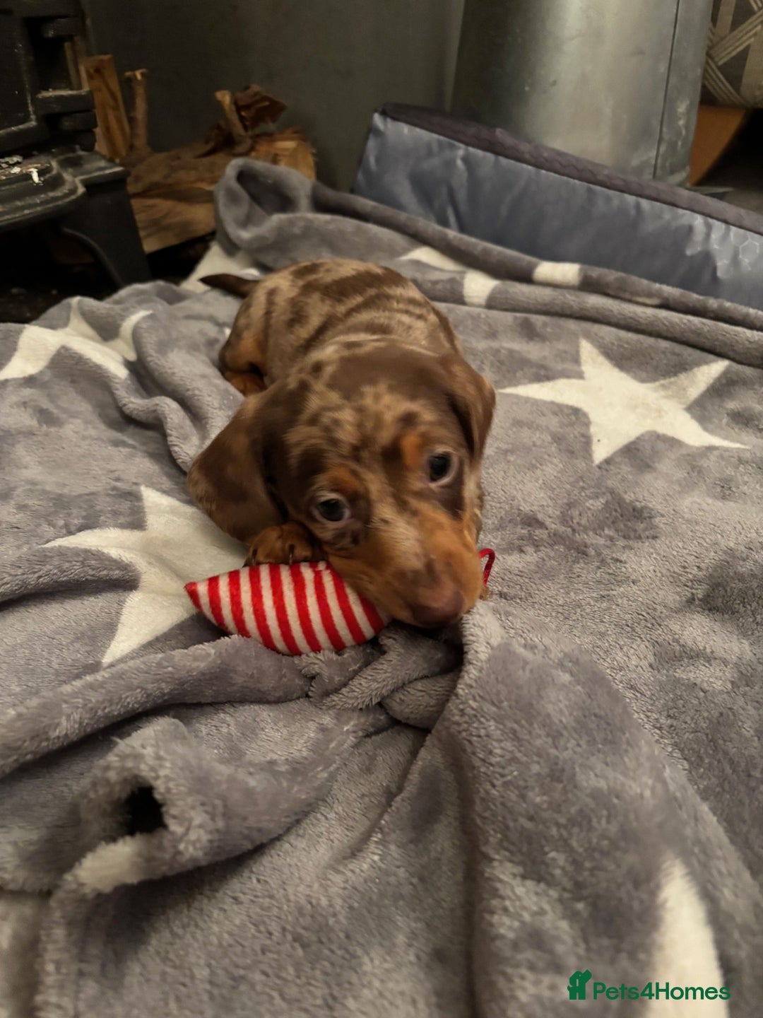 Miniature Dachshund dogs for sale: Full of fun Miniature Dachshunds  - Advert 11