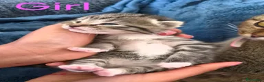 Scottish Fold 4