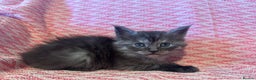 Maine Coon cats for sale: Maine Coon kittens one Blue boy left. - Advert 1