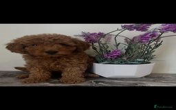 Toy Poodle dogs for sale: Beautiful Red Toy Poodle Puppies - Image 6