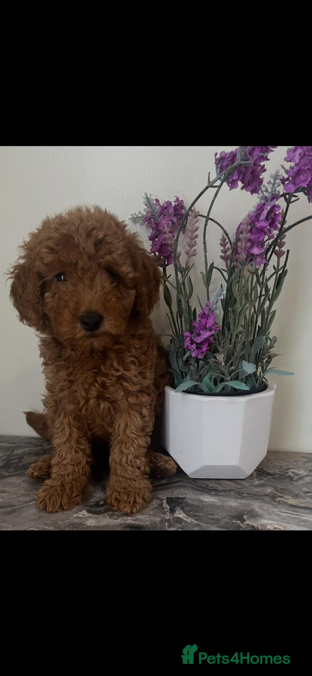 Toy Poodle dogs for sale: Beautiful Red Toy Poodle Puppies - Image 6
