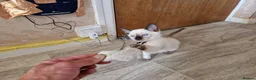 Siamese cats for sale: Old Style Siamese Kittens For Sale in Abingdon - Advert 7