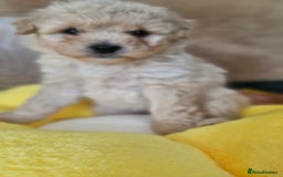 Mixed Breed dogs for sale: Maltipoo puppies  - Image 22