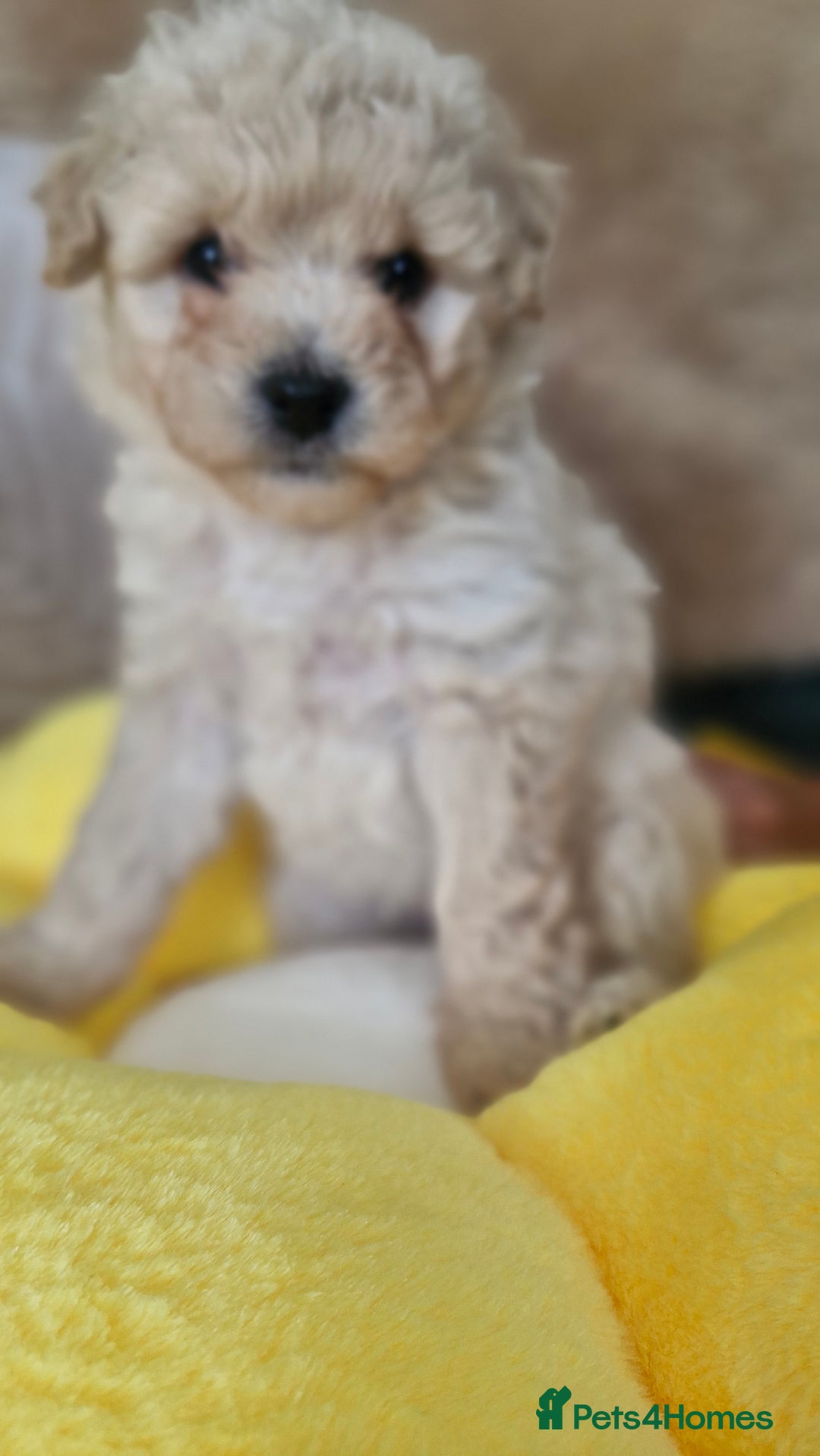 Mixed Breed dogs for sale: Maltipoo puppies  - Image 22