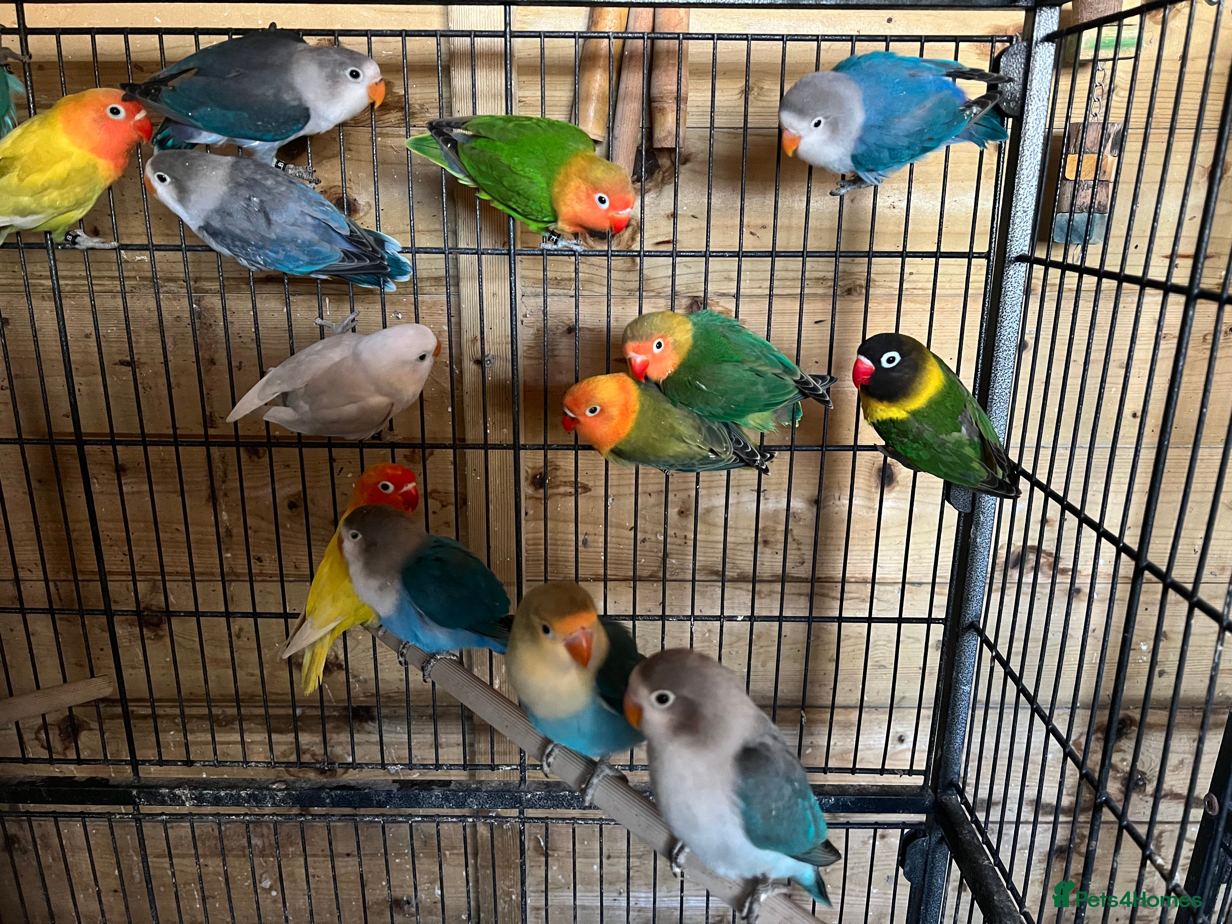 Lovebirds birds Lovebirds - Advert 17