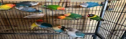 Lovebirds birds for sale: Lovebirds - Advert 1