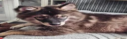 Pomsky dogs for sale: F3 Pomsky Puppies MUST GO - Advert 34