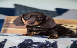 Miniature Dachshund dogs for sale: KC CHOCOLATE MINIATURE DACHSHUNDS -5 STAR LICENSED - Image 9