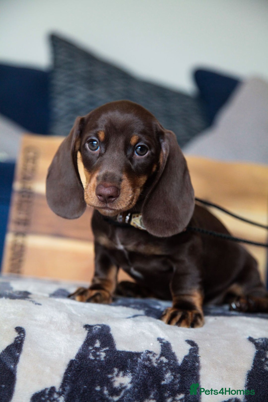 Miniature Dachshund dogs for sale: KC CHOCOLATE MINIATURE DACHSHUNDS -5 STAR LICENSED - Image 9