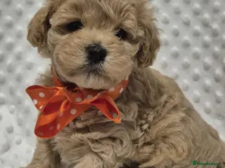 Maltipoo dogs Adorable very small maltipoo puppies 🐶❤️ - Advert 3