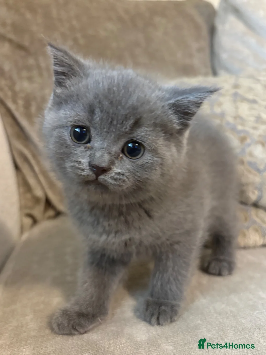British Shorthair cats for sale: British shorthair kittens  in London - Advert 14