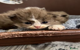 Ragdoll cats for sale: 3 beautiful ragdolls - Image 6