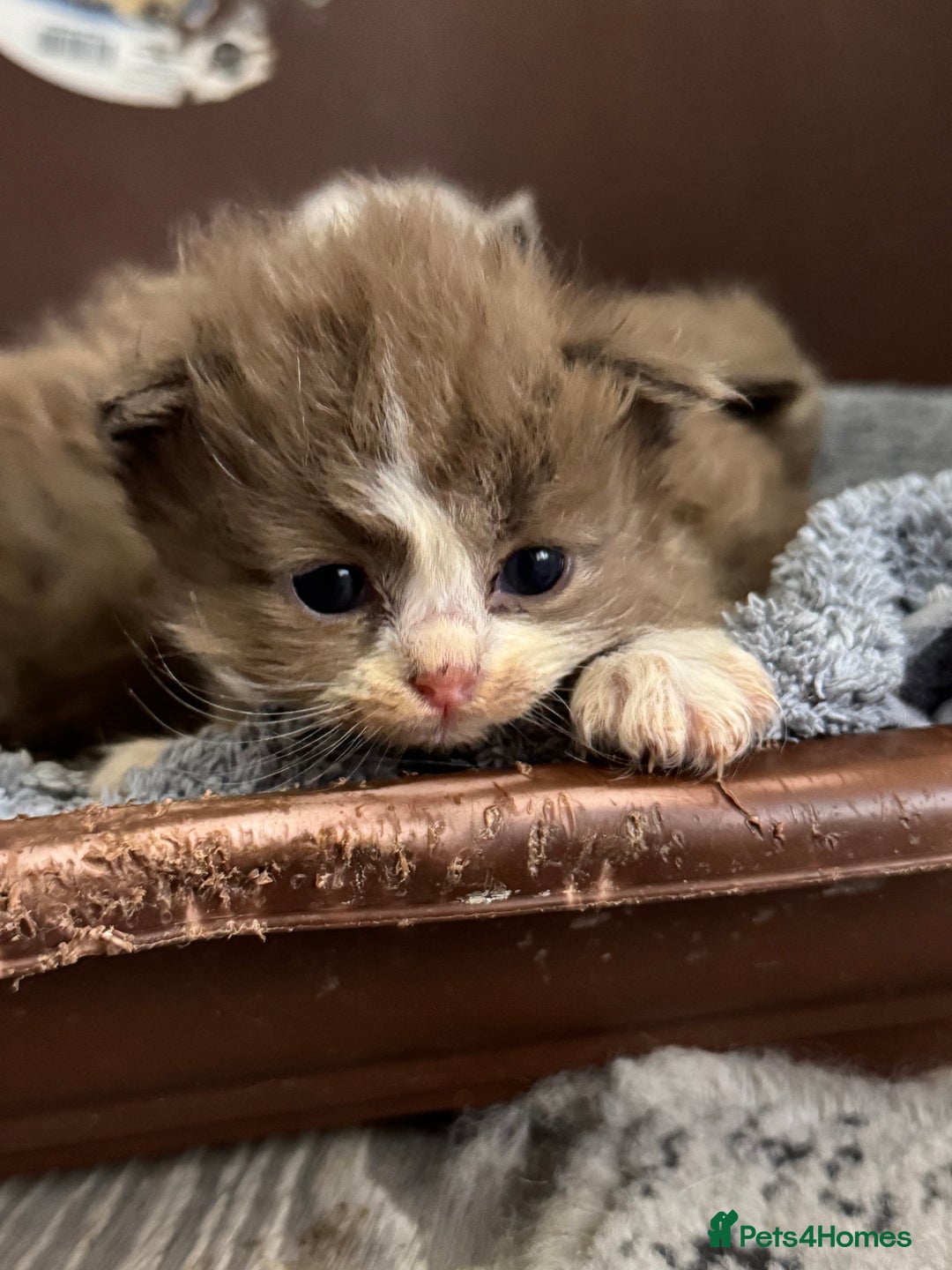 Ragdoll cats for sale: 3 beautiful ragdolls - Image 6