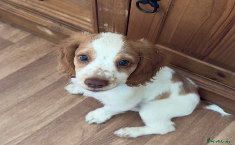 Cocker Spaniel dogs - Advert 6
