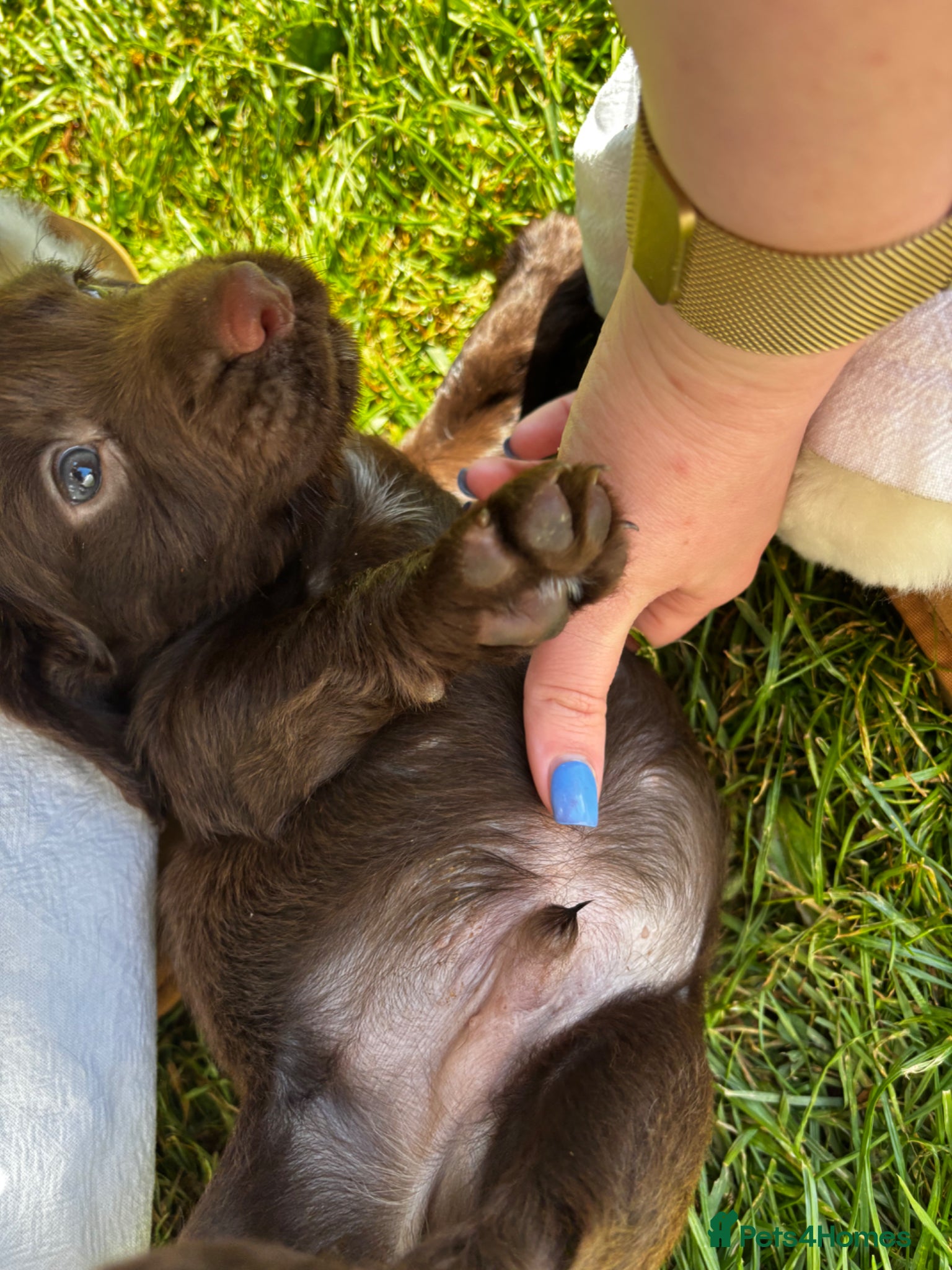 Cocker Spaniel dogs KC REGISTERED WORKING COCKER SPANIELS - Advert 17