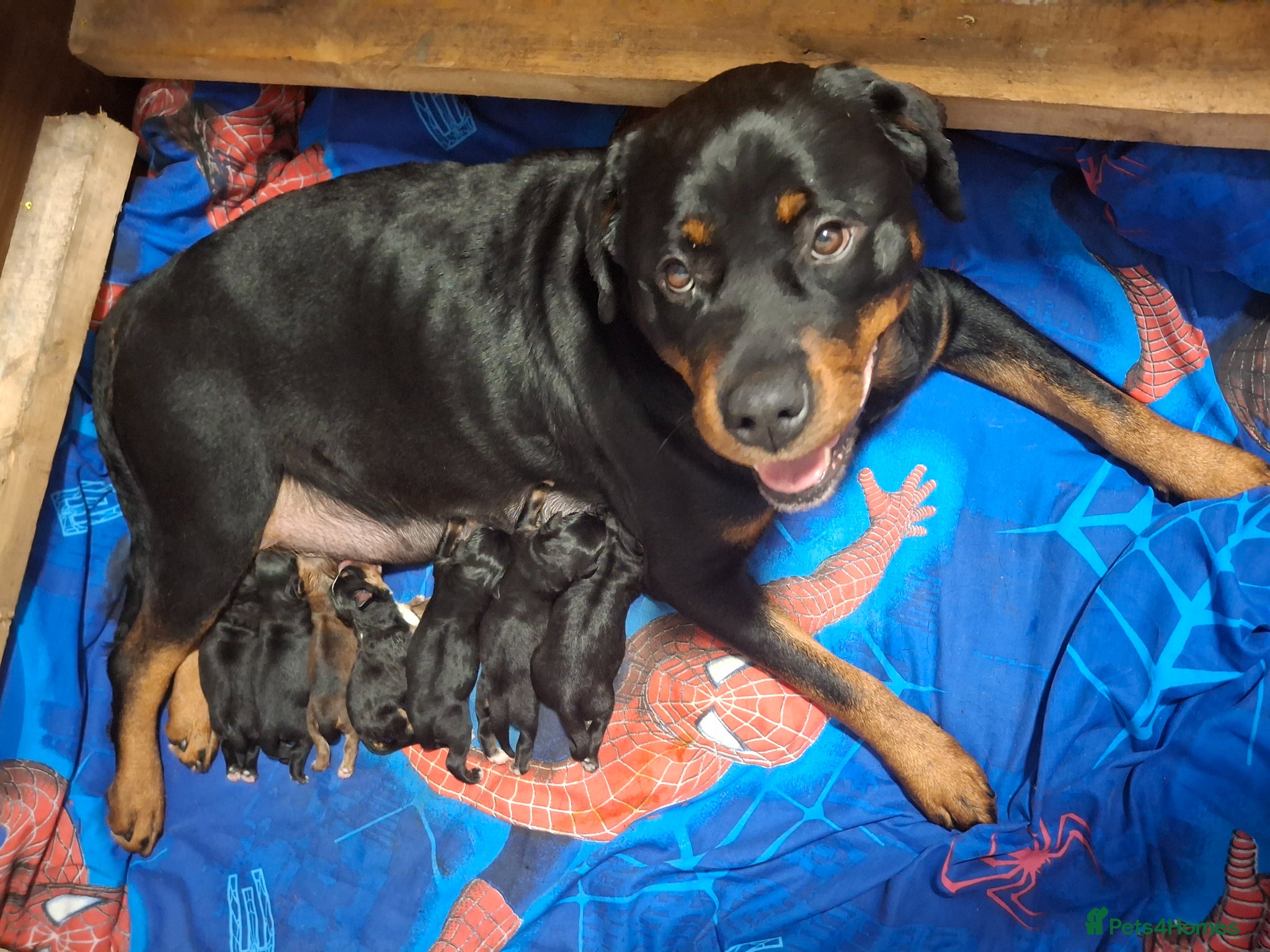 Mixed Breed dogs 5 Professional Sock Thieves Looking for New Victim - Advert 4