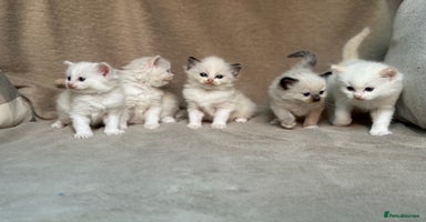 Ragdoll cats in Milton Keynes - Advert 9