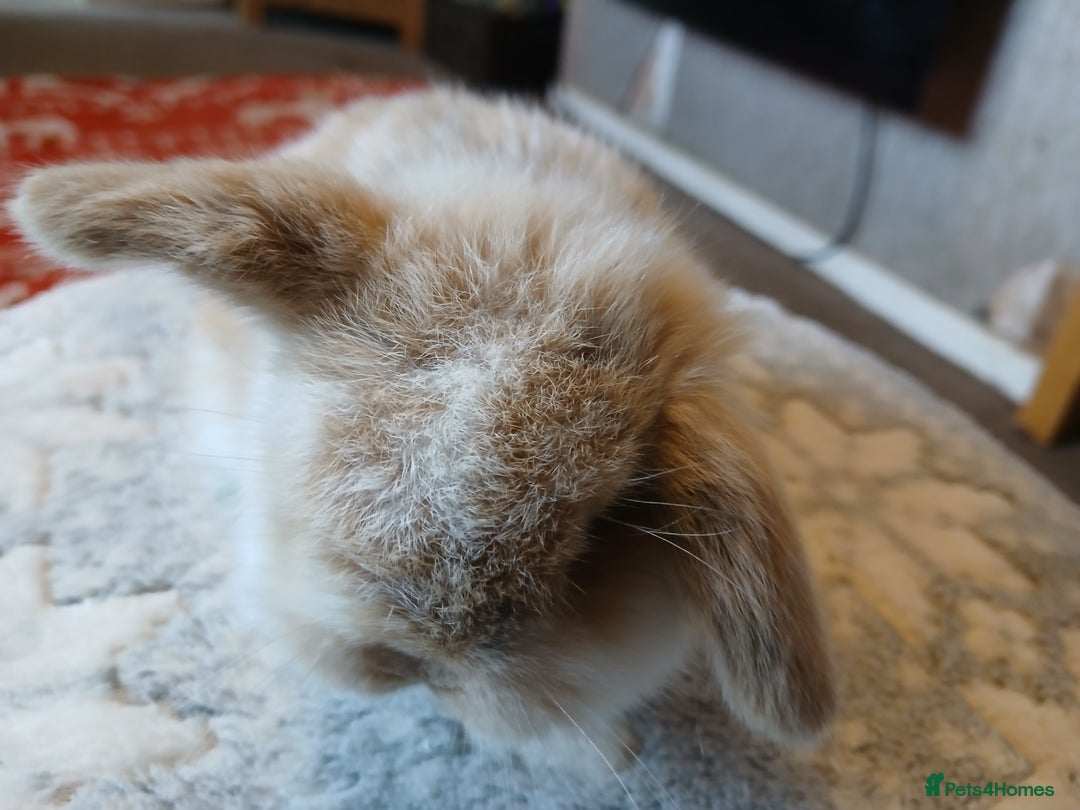 Mini Lop rabbits for sale: Stunning pure bred mini lops RTR - Advert 8