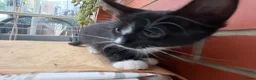 Korat cats for sale: Kittens for Sale – Price Negotiable 🐾 - Advert 32