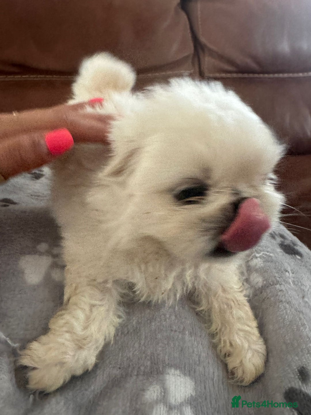 Pekingese dogs for sale: Pekingese puppy (3 girls and 3 boys left) - Image 11