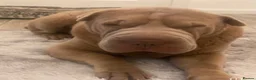 Shar Pei dogs for sale: 🐾💕 LAST LITTLE KC SHAR PEI GIRL 💕🐾 - Advert 8