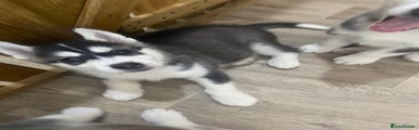 Siberian Husky Puppy 1