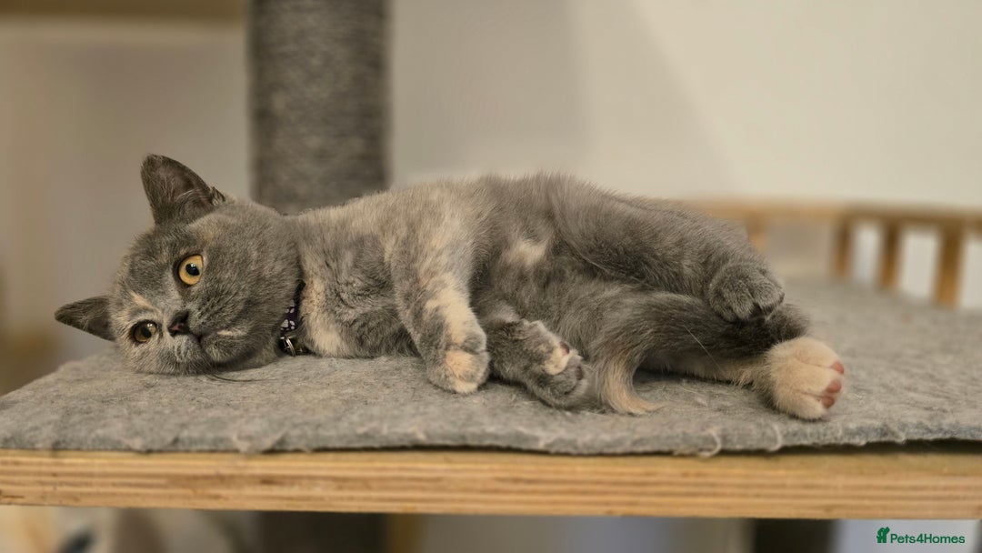 British Shorthair cats for sale: ❗️❗️2 LEFT❗️❗️CHUNKY ADORABLE FLUFF BALLS in Ilkeston - Image 7