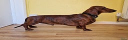 Dachshund dogs for stud: Red brindle daschund for stud - Advert 1