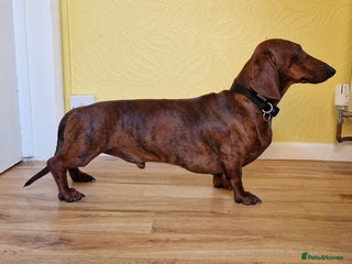 Dachshund dogs - Advert 2