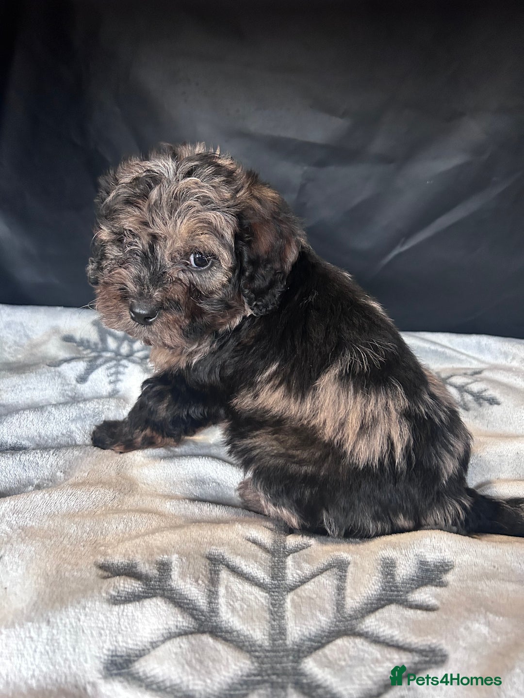 Cockapoo dogs for sale: Cockapoo puppies for sale  - Advert 16