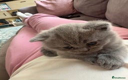 British Shorthair cats for sale: Gorgeous British shorthairs for sale  - Image 6
