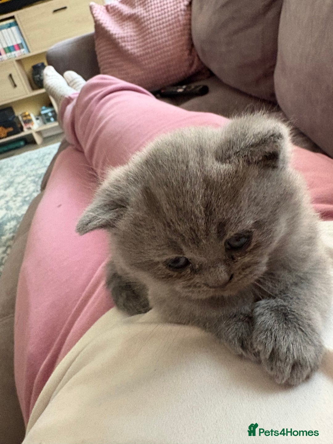 British Shorthair cats for sale: Gorgeous British shorthairs for sale  - Image 6
