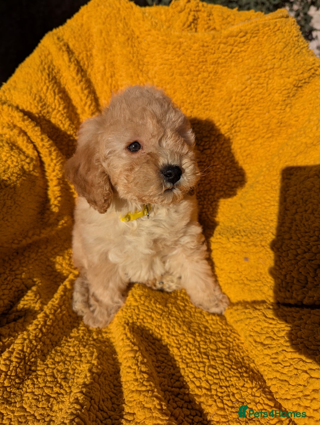 Miniature Poodle dogs for sale: Ready now Kc reg mini poodle pups for sale  - Advert 1