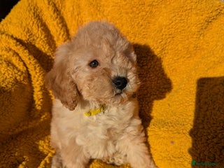 Miniature Poodle dogs - Advert 6